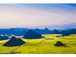 菜籽的收獲季節到了! 遍地黃花，清香飄田野~